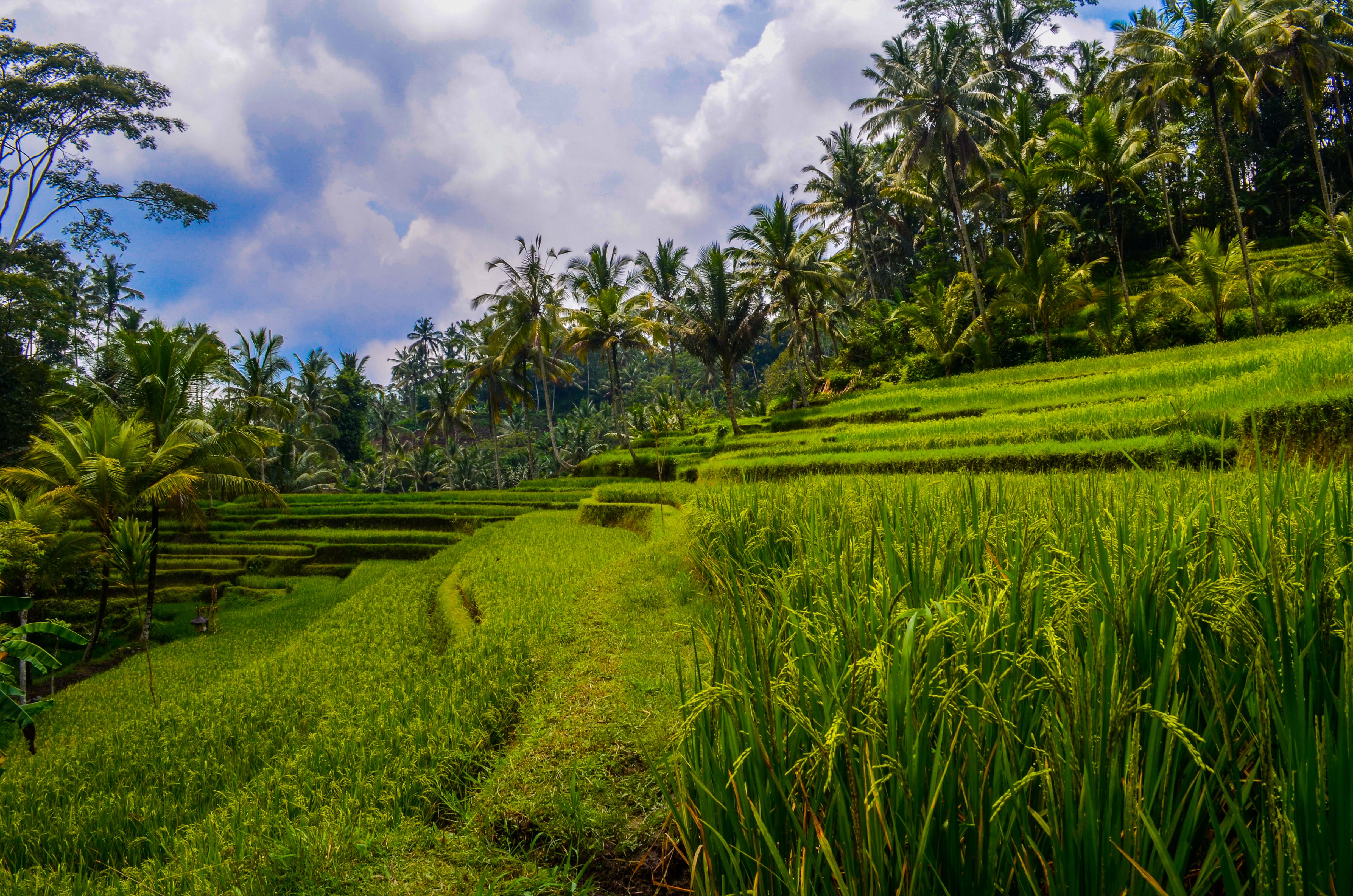 Bali photo gallery - our free photos of Bali